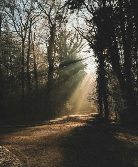 forest path with morning light